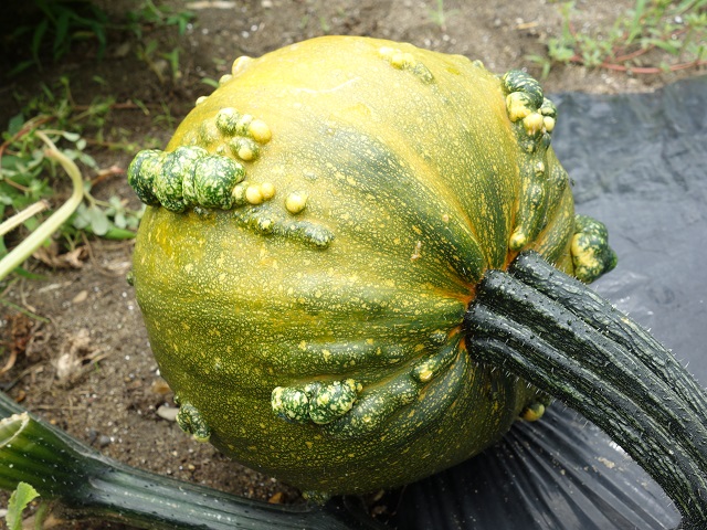 ズッキーニをかぼちゃの雄花で受粉したら2年後に不思議な交雑種が生まれた話