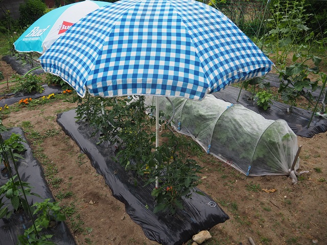 トマトに雨除けを設置した でも本当に必要なものなの