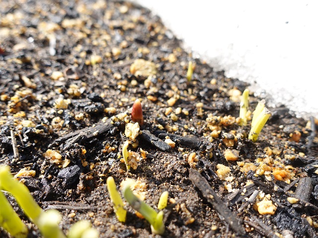 チューリップの発芽には冬の寒さも必要不可欠